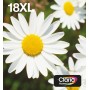 Epson Daisy Multipack EasyMail "Pâquerette" 18XL - Encre Claria Home N,C,M,J